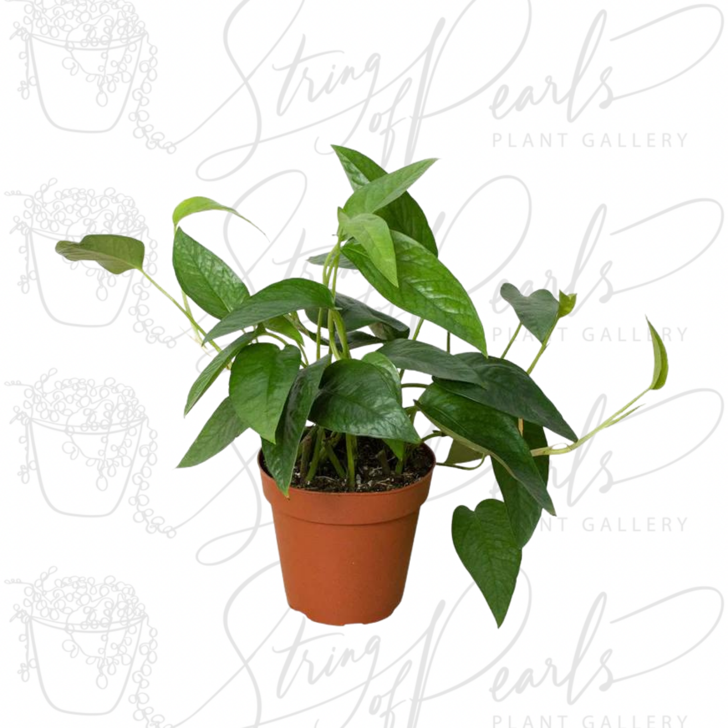 Pothos 'Cebu Blue'