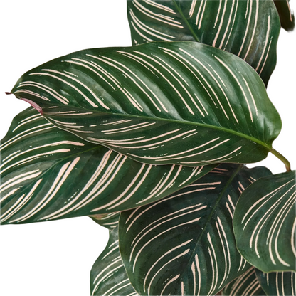 Calathea 'Ornata'