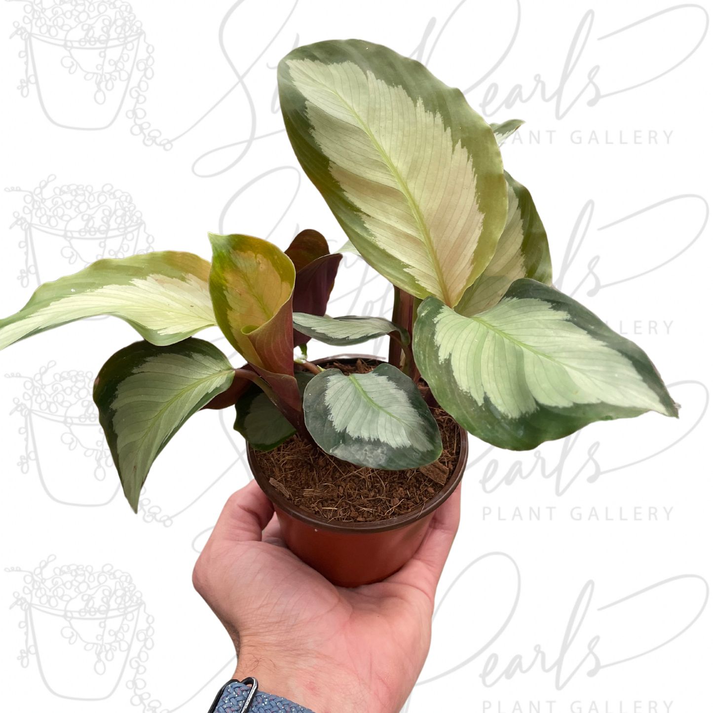 Calathea 'Picturata'