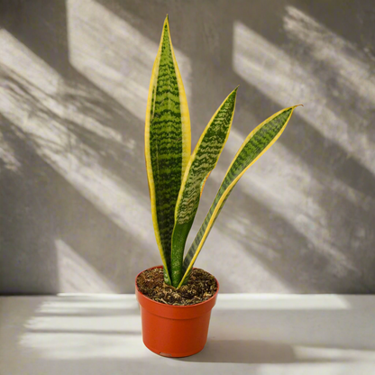 Snake Plant Laurentii