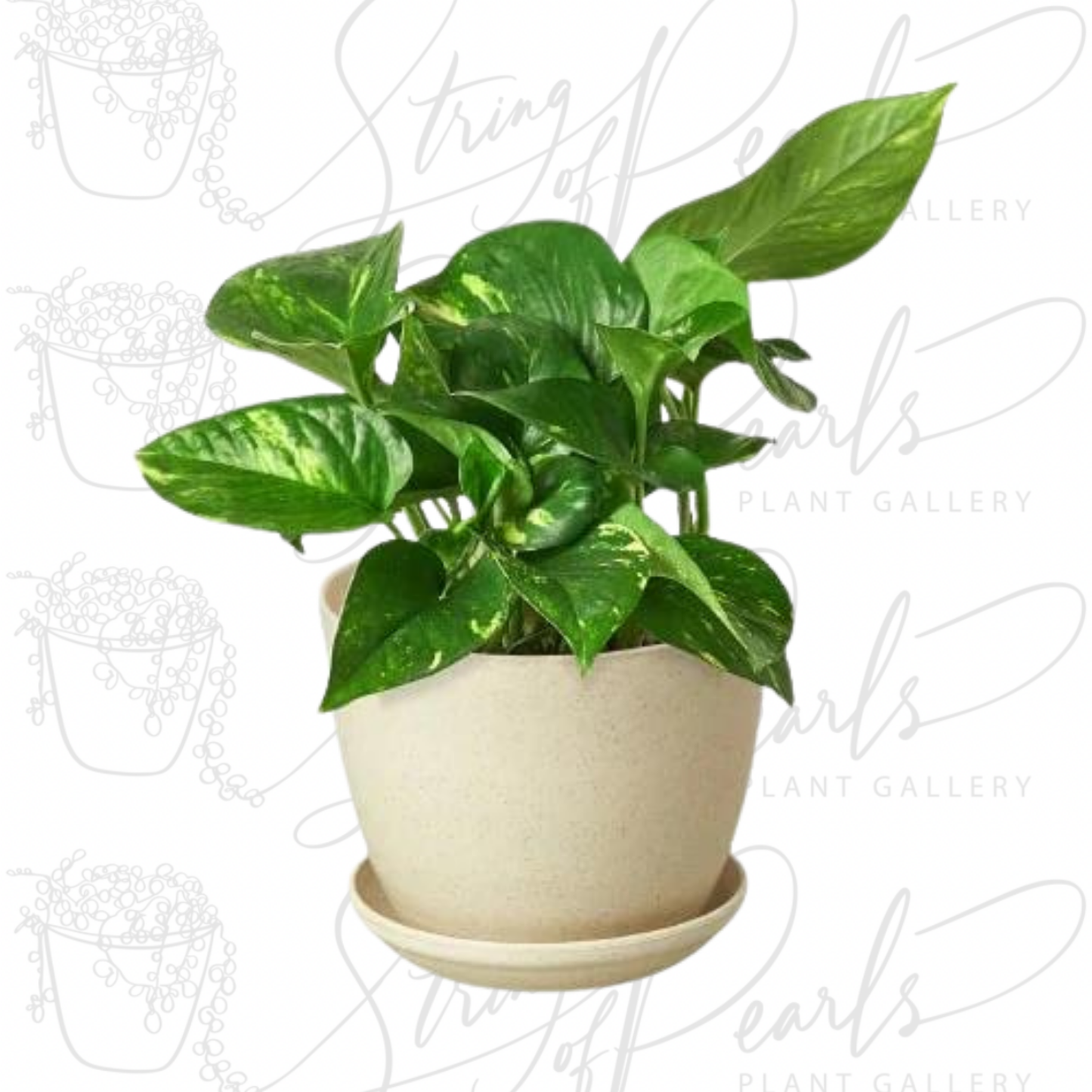 Pothos 'Golden'