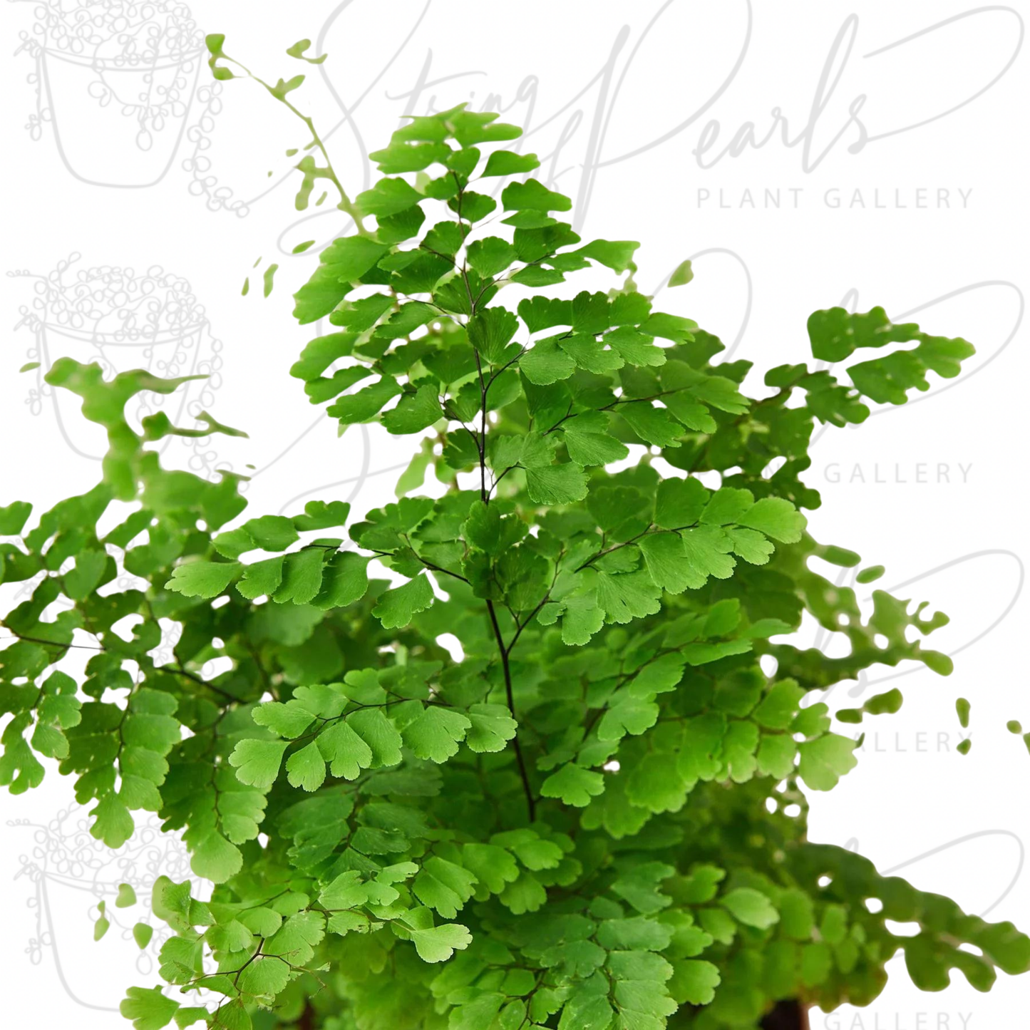 Maidenhair Fern