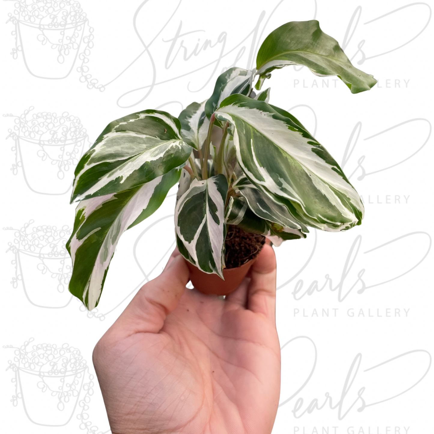 Calathea 'White Fusion'