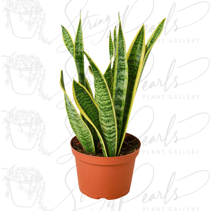 Snake Plant Laurentii