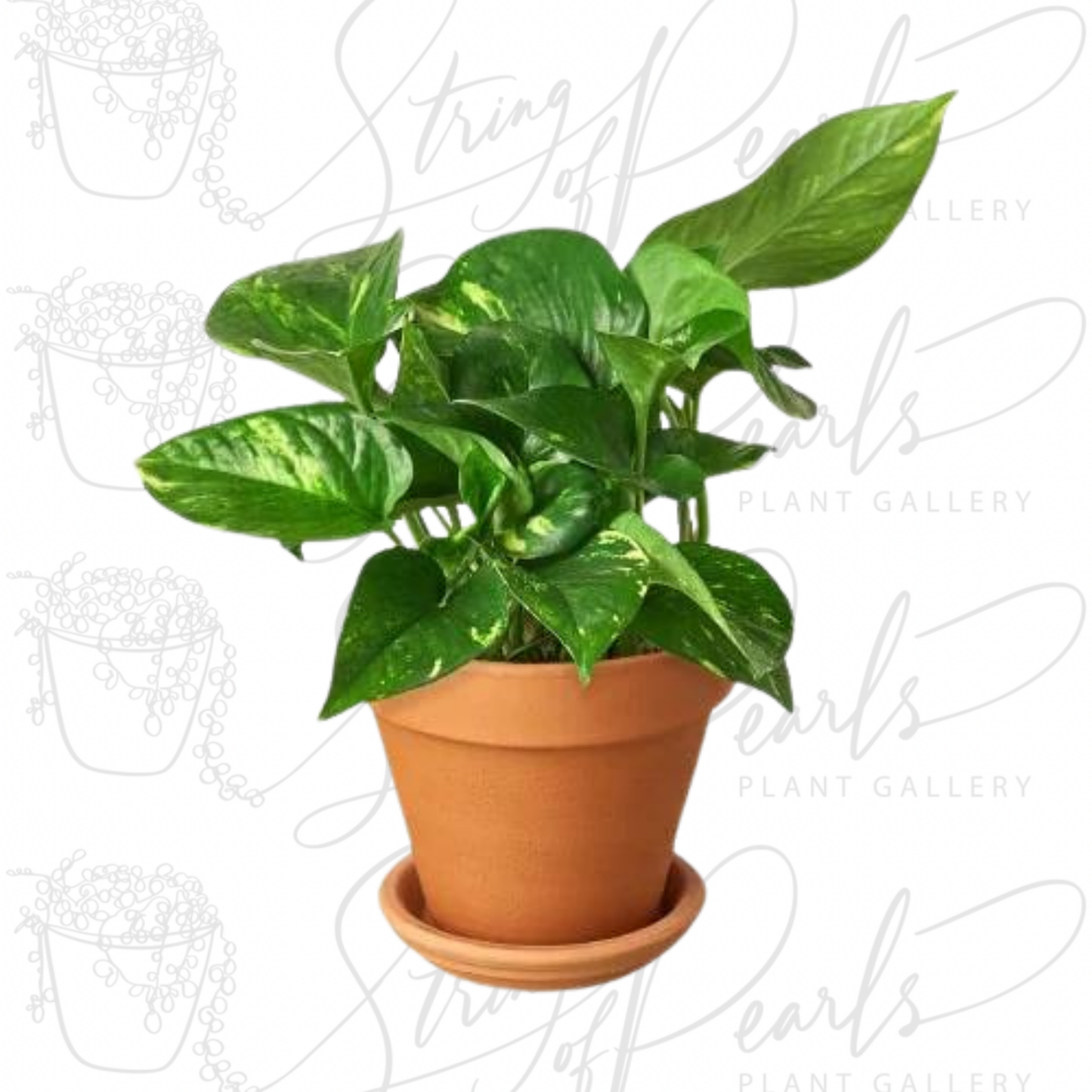 Pothos 'Golden'