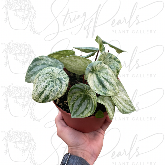 Peperomia 'Watermelon Variegated'