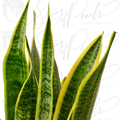 Snake Plant Laurentii