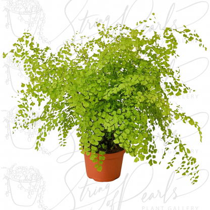 Maidenhair Fern