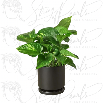 Pothos 'Golden'