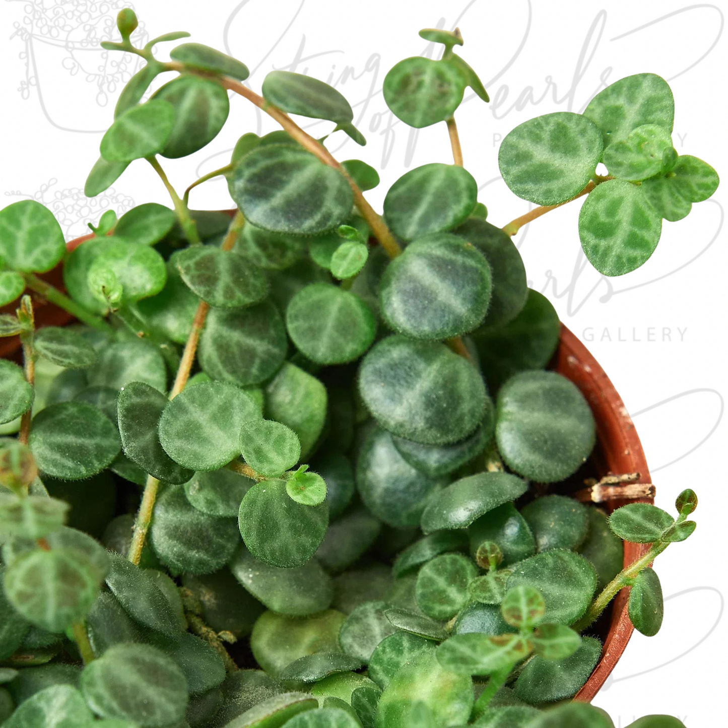 Peperomia Prostrata 'String of Turtles'