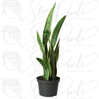 Snake Plant Laurentii