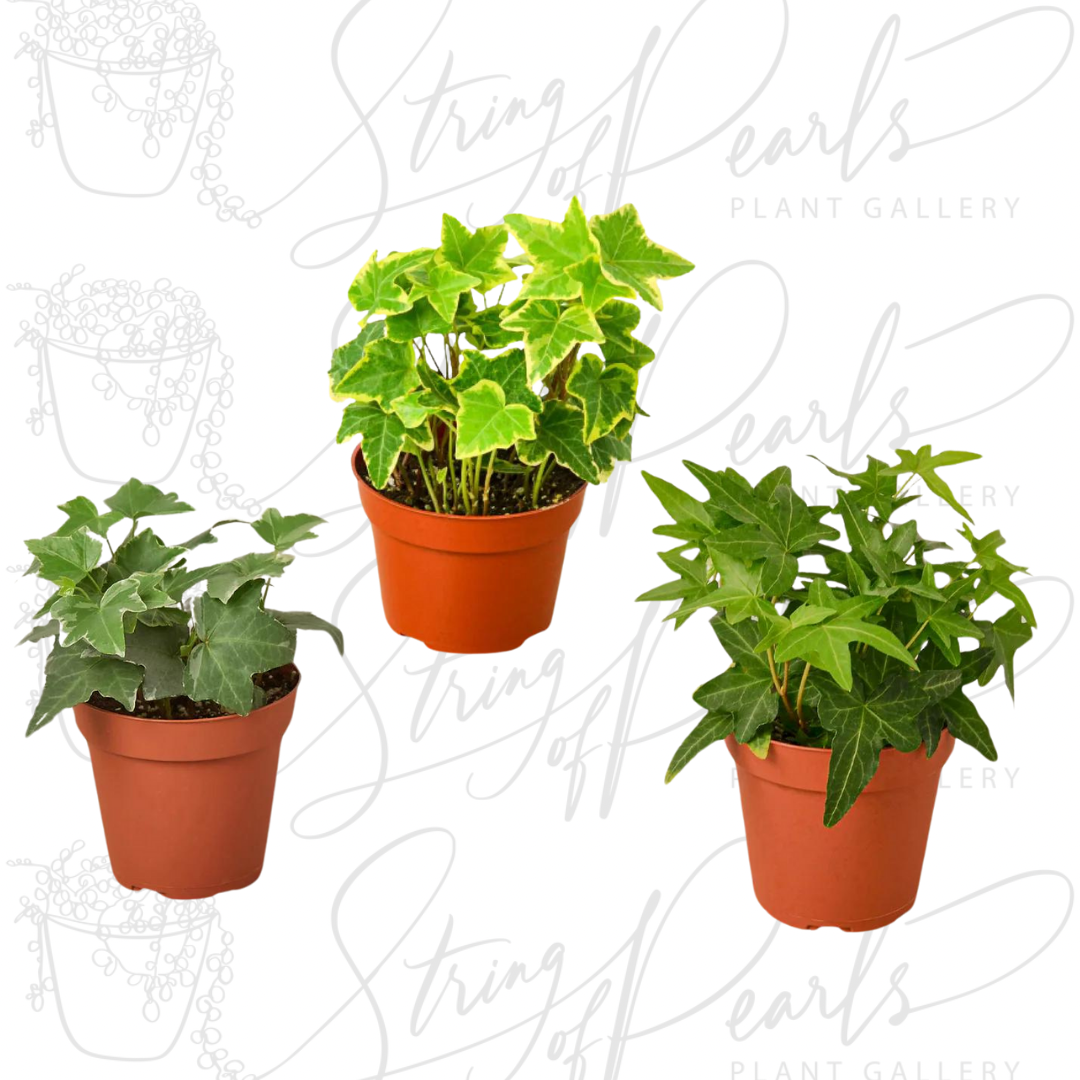  Three potted English Ivy (Hedera helix) plants, each with distinct leaf variations. The plant on the left has traditional dark green leaves, the plant in the middle features bright green leaves with yellow variegated edges, and the plant on the right has darker green leaves with a more lobed shape. These versatile climbing plants are popular for indoor and outdoor gardening.