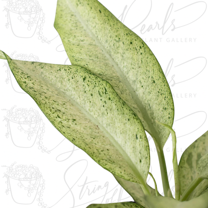 Dieffenbachia 'Camouflage'