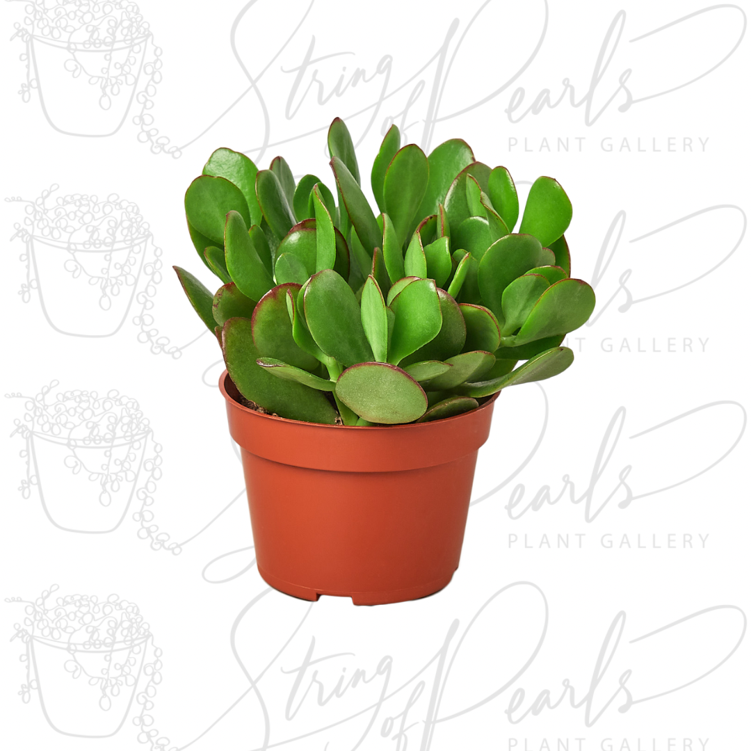  A small potted succulent with thick, fleshy, oval-shaped green leaves, featuring slightly red-tinted edges. The plant is displayed in a simple terracotta-colored pot against a light background