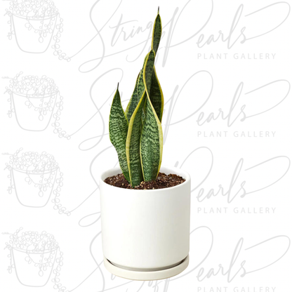 Snake Plant Laurentii