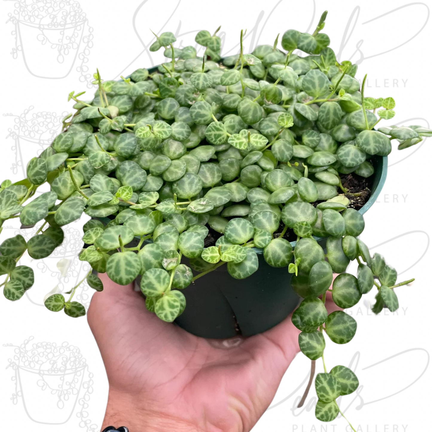 Peperomia Prostrata 'String of Turtles'