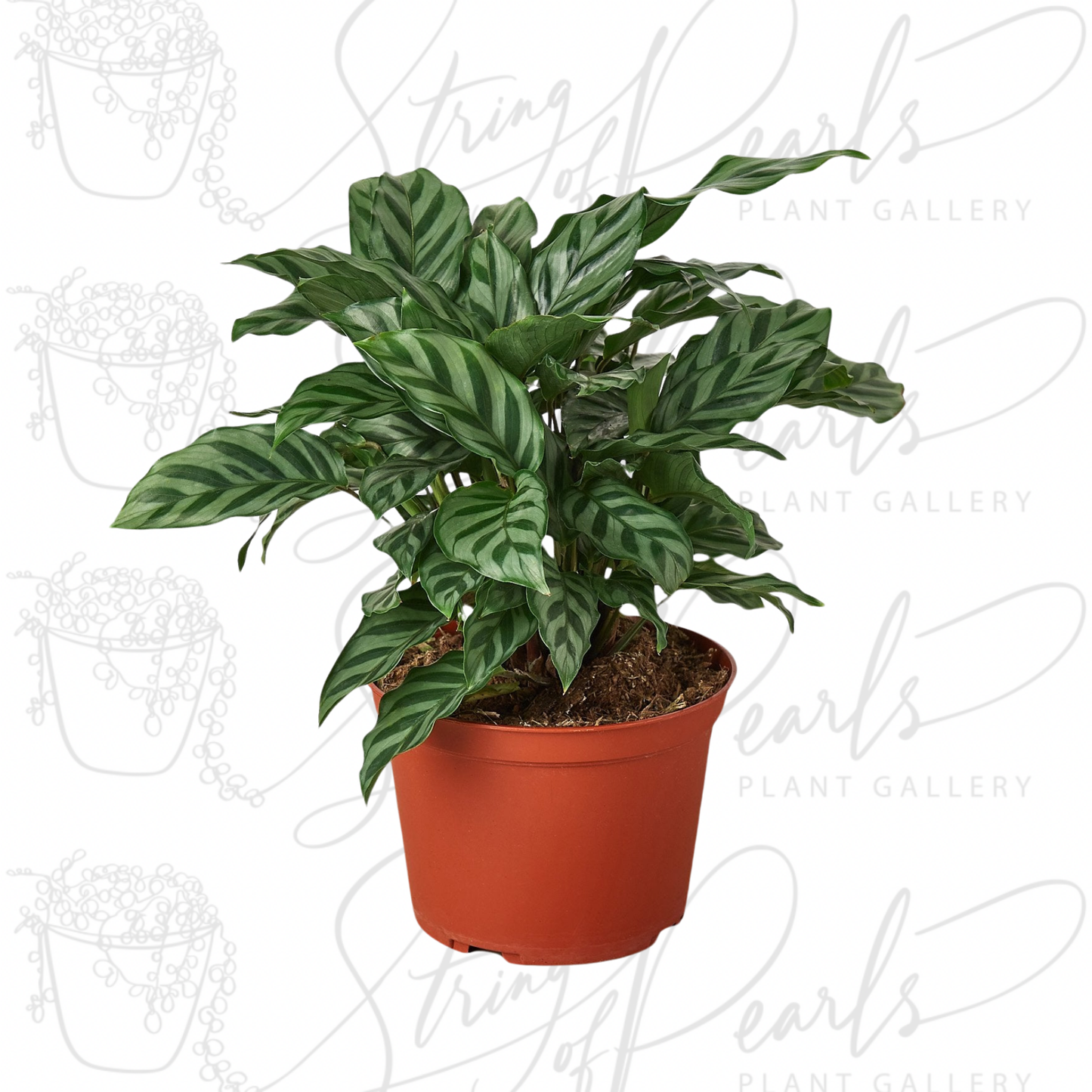 Calathea Concinna 'Freddie'