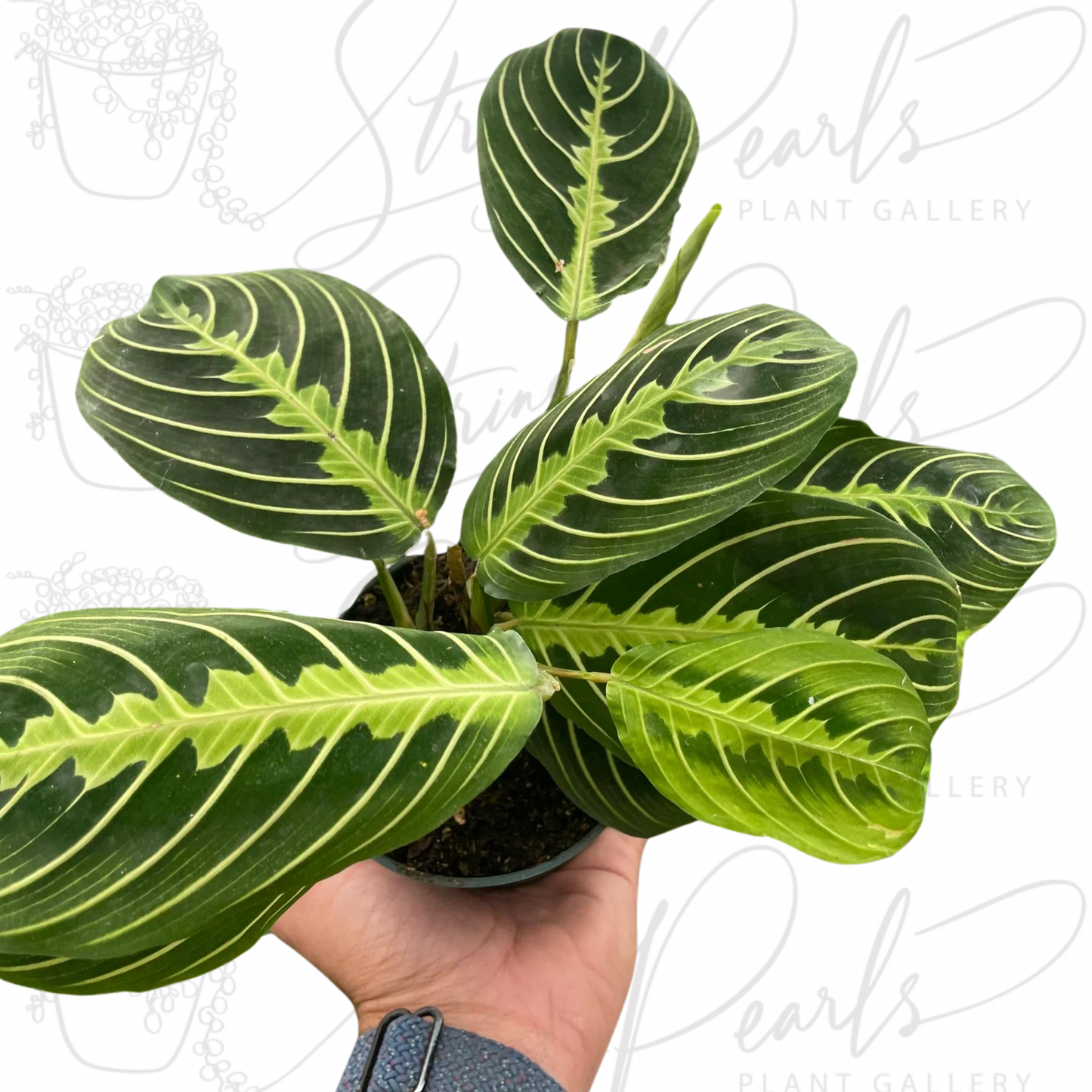 maranta lemon lime plant 