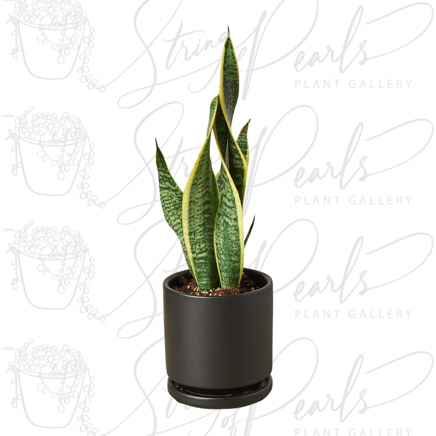 Snake Plant Laurentii