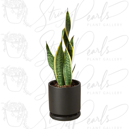 Snake Plant Laurentii