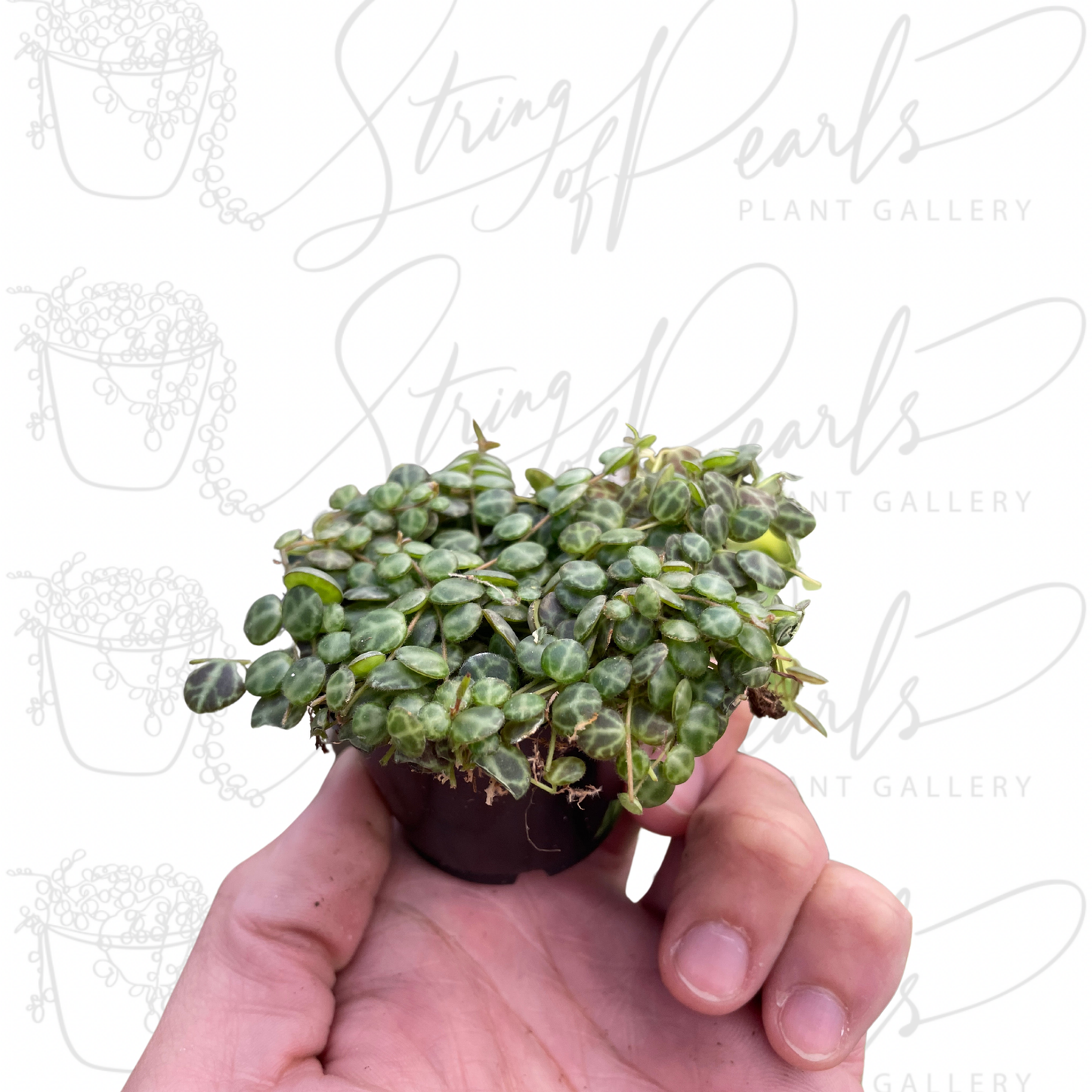 Peperomia Prostrata 'String of Turtles'