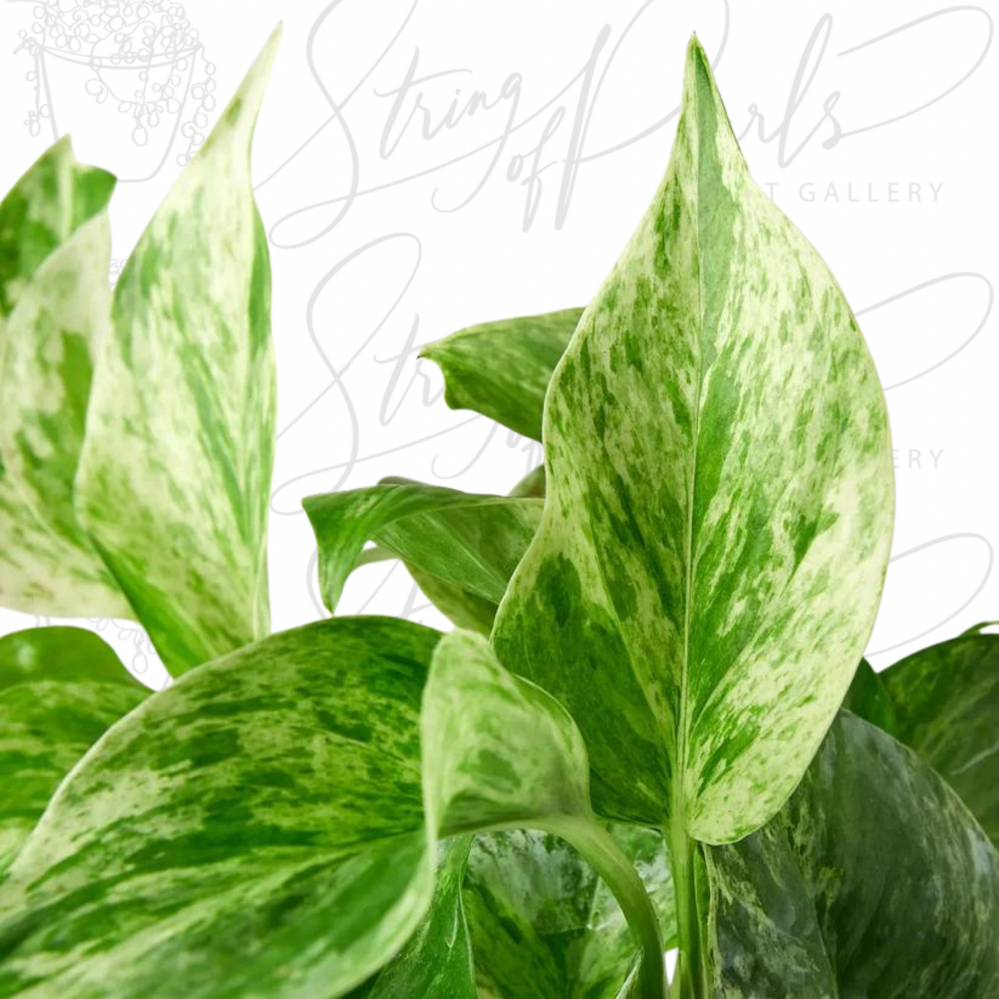 Pothos 'Marble Queen'