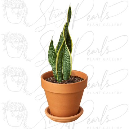 Snake Plant Laurentii