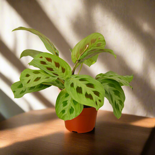 Maranta 'Leuconeura'