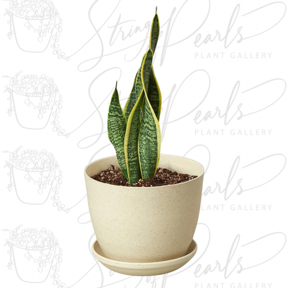 Snake Plant Laurentii