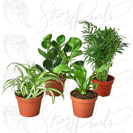 A group of four potted houseplants, including a Spider Plant (Chlorophytum comosum) with long, arching green and white striped leaves, a Peperomia obtusifolia with thick, glossy green leaves, a Bird's Nest Fern (Asplenium nidus) with broad, wavy green fronds, and a Parlor Palm (Chamaedorea elegans) with delicate, feathery fronds. These plants are popular choices for indoor gardening due to their attractive foliage and ease of care. Pet friendly plants