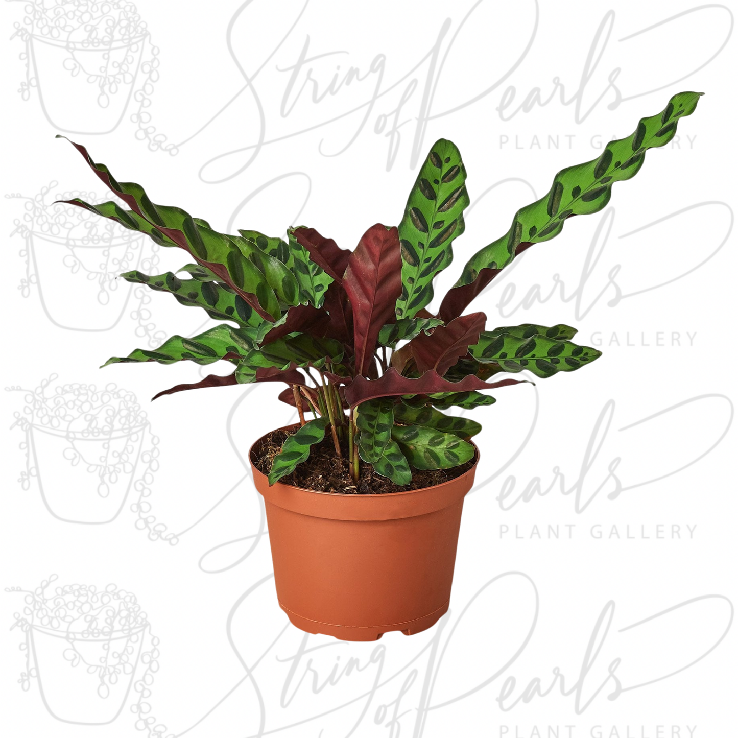 Calathea Lancifolia 'Rattlesnake'