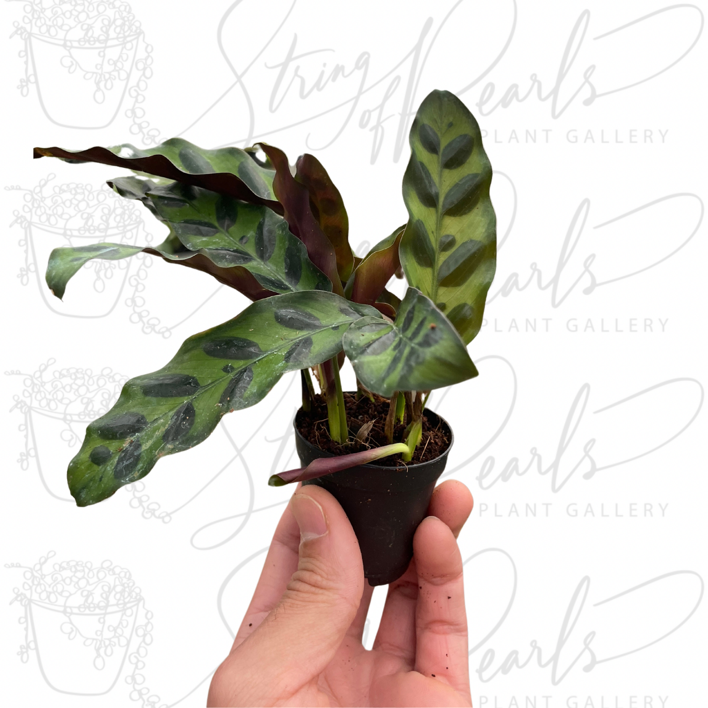 Calathea Lancifolia 'Rattlesnake'