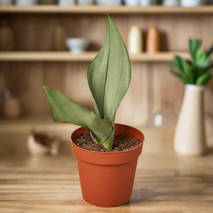 Snake Plant Moonshine