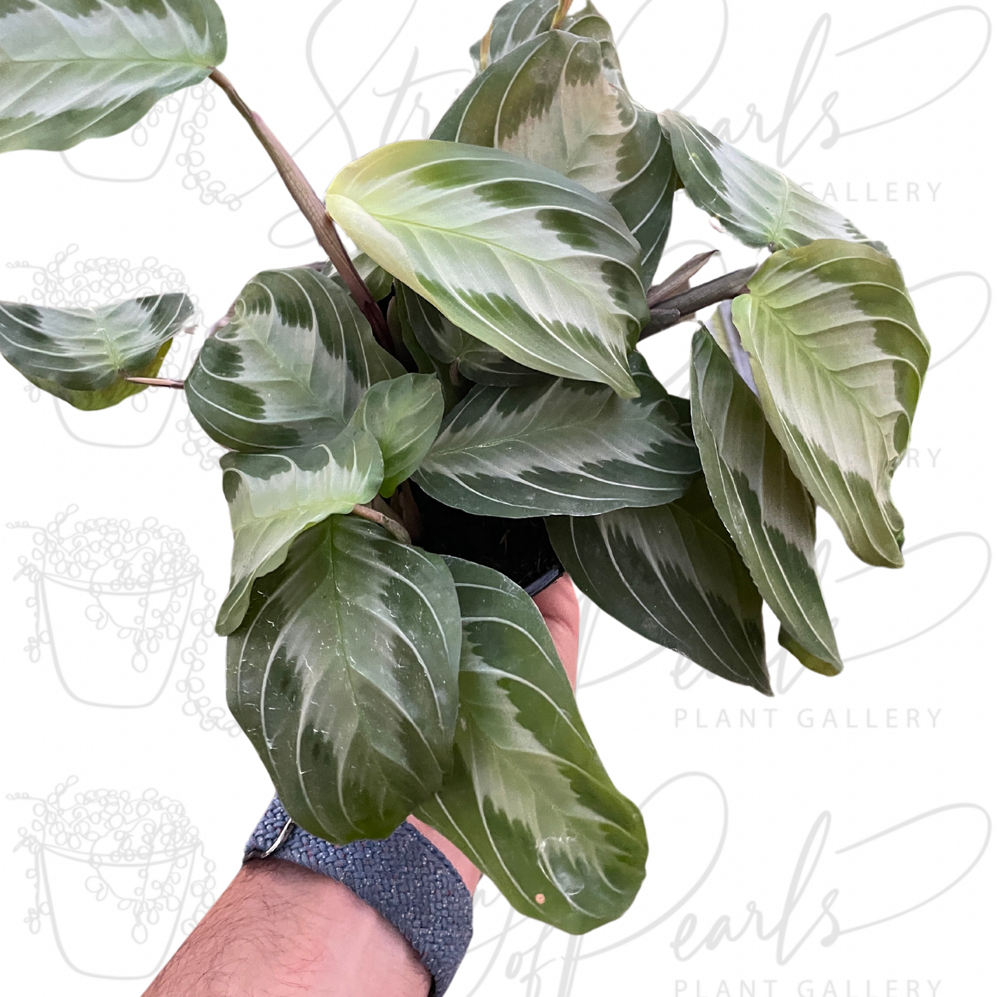 Maranta 'Silver Band'