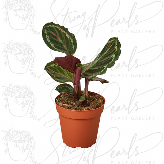 Calathea Roseopicta 'Medallion'