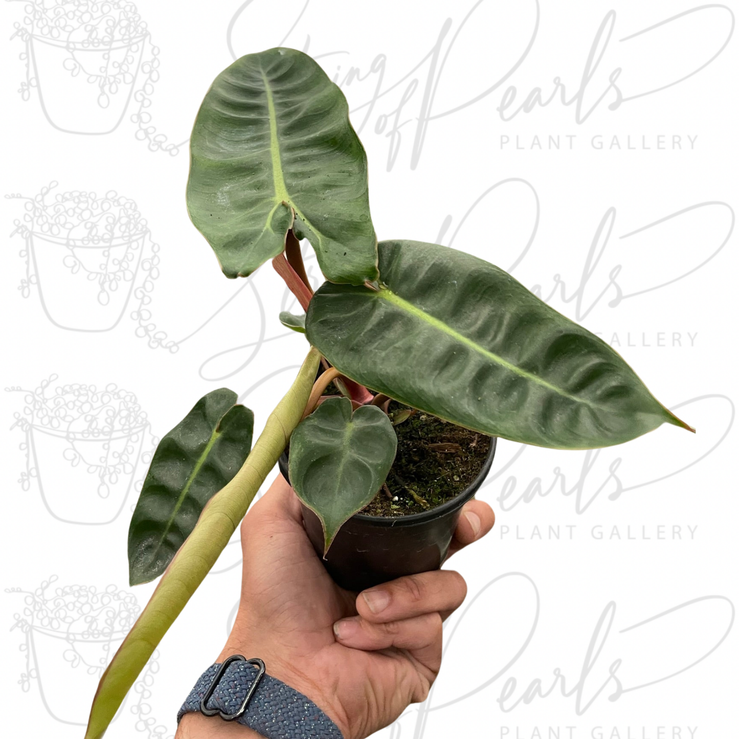 Philodendron 'Billietiae'