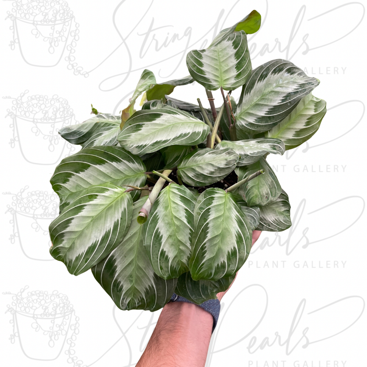 Maranta 'Silver Band'