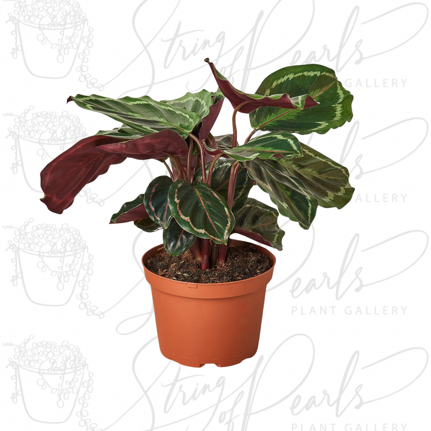 Calathea Roseopicta 'Medallion'