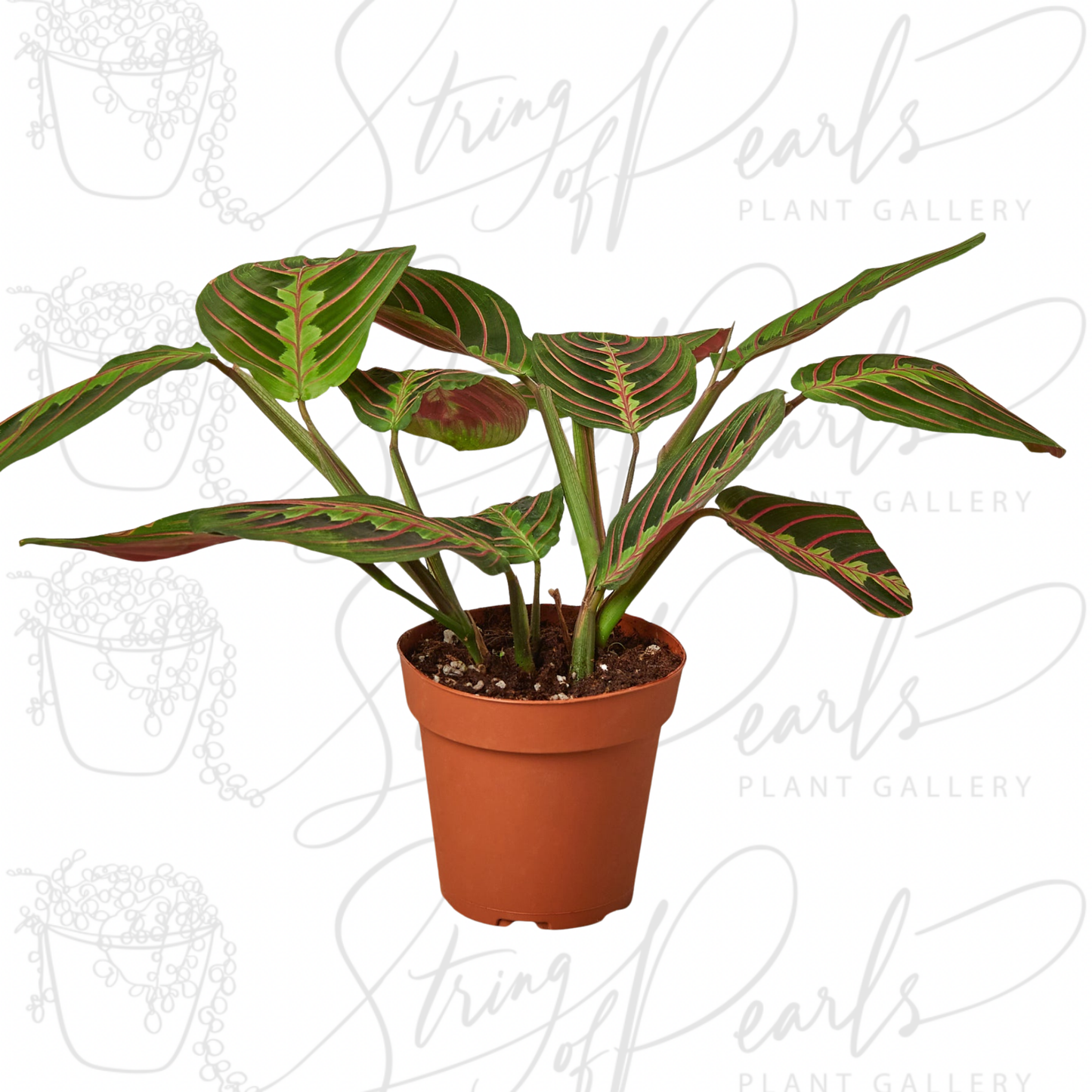 maranta red prayer plant