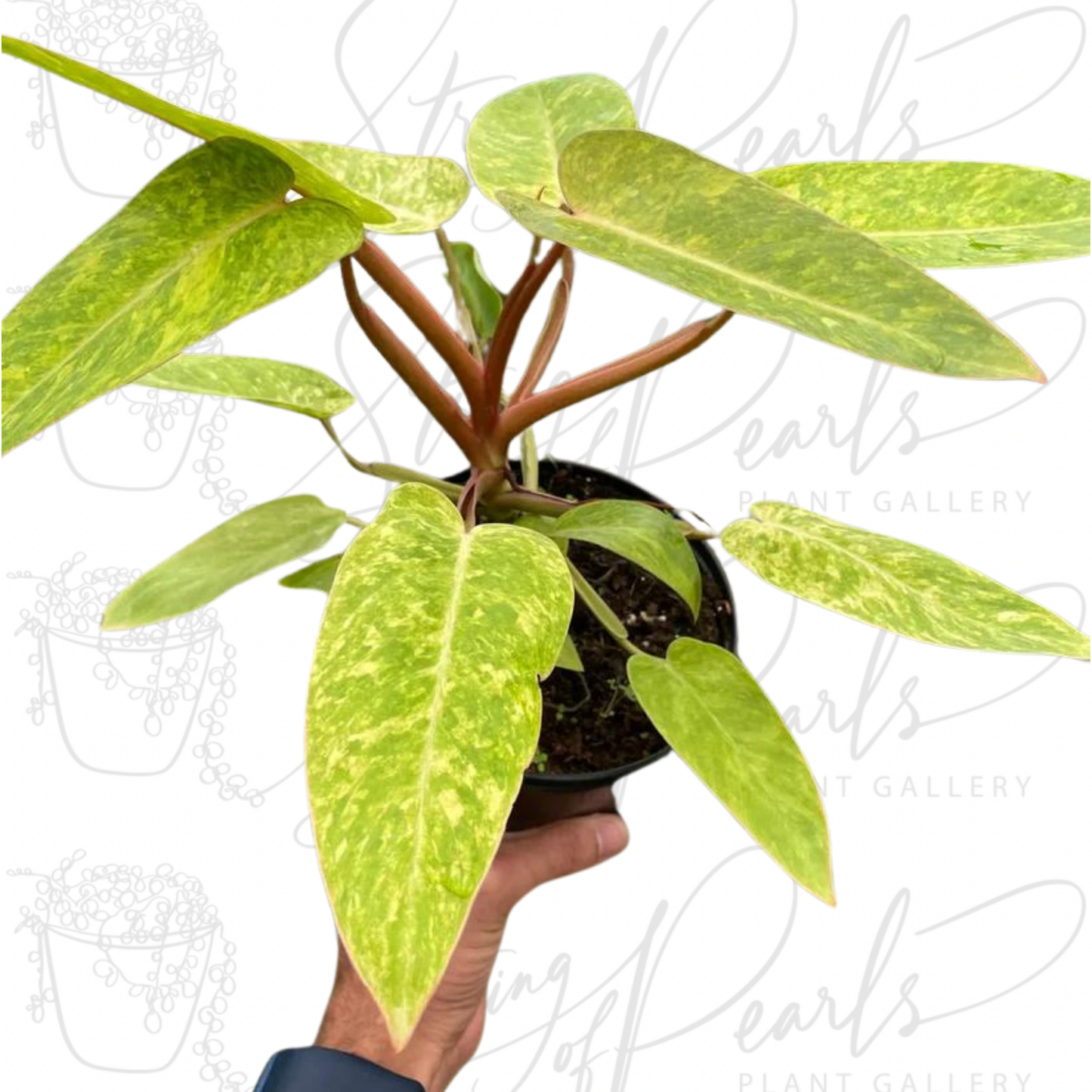 Philodendron 'Painted Lady'