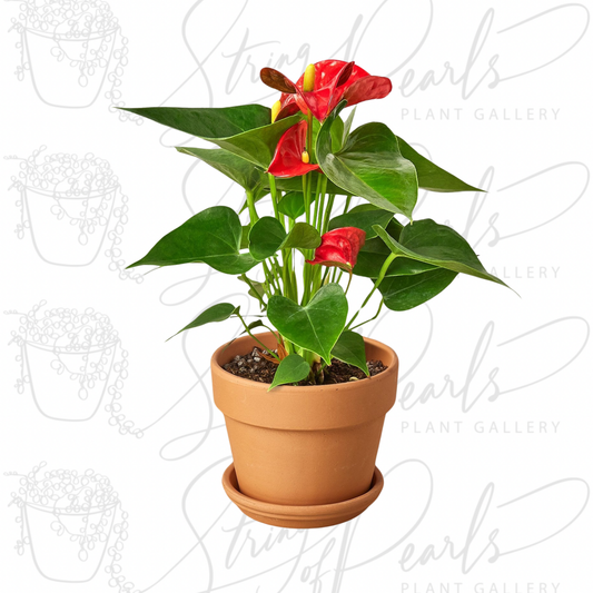 Anthurium 'Red'