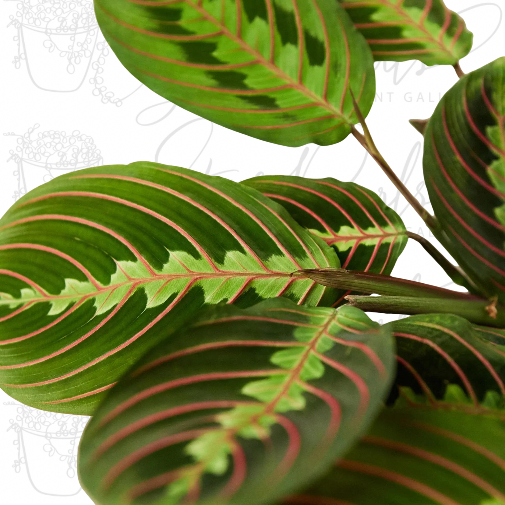 maranta red prayer plant