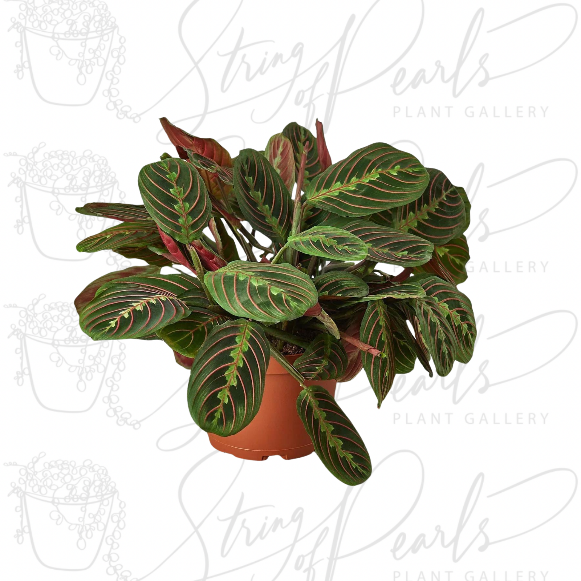 maranta red prayer plant