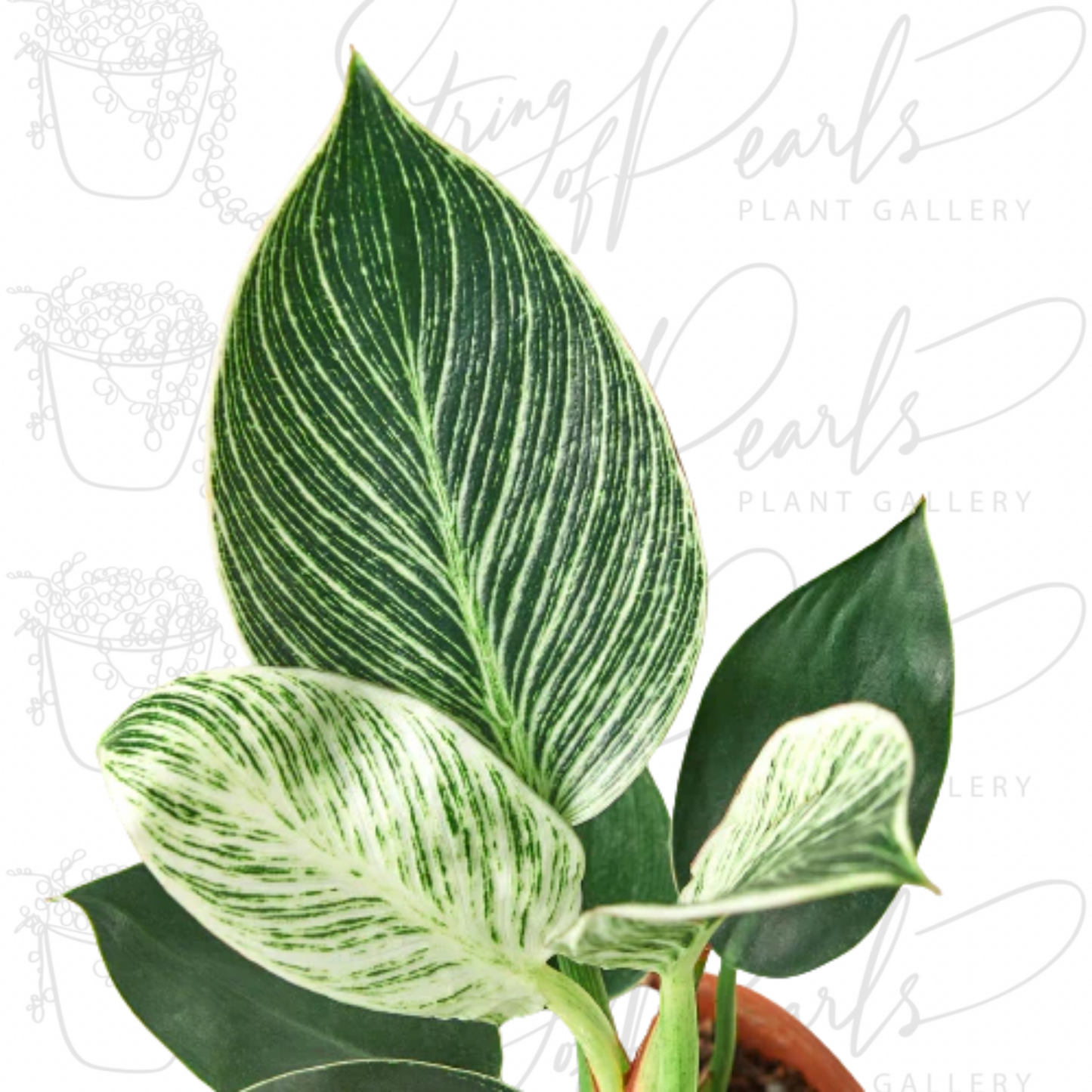 Philodendron 'Birkin'