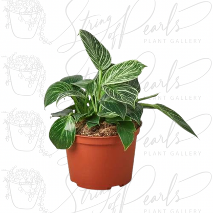 Philodendron 'Birkin'