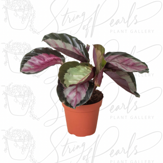 Calathea roseopicta 'Silvia'