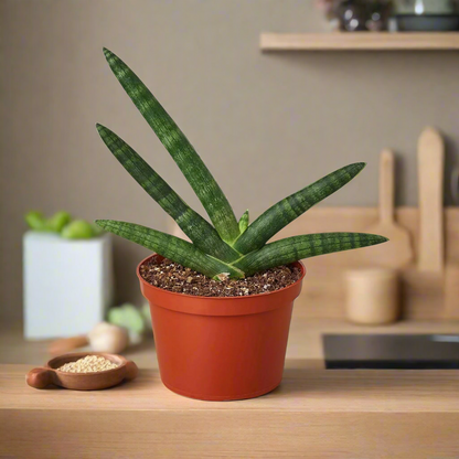 Snake Plant Starfish