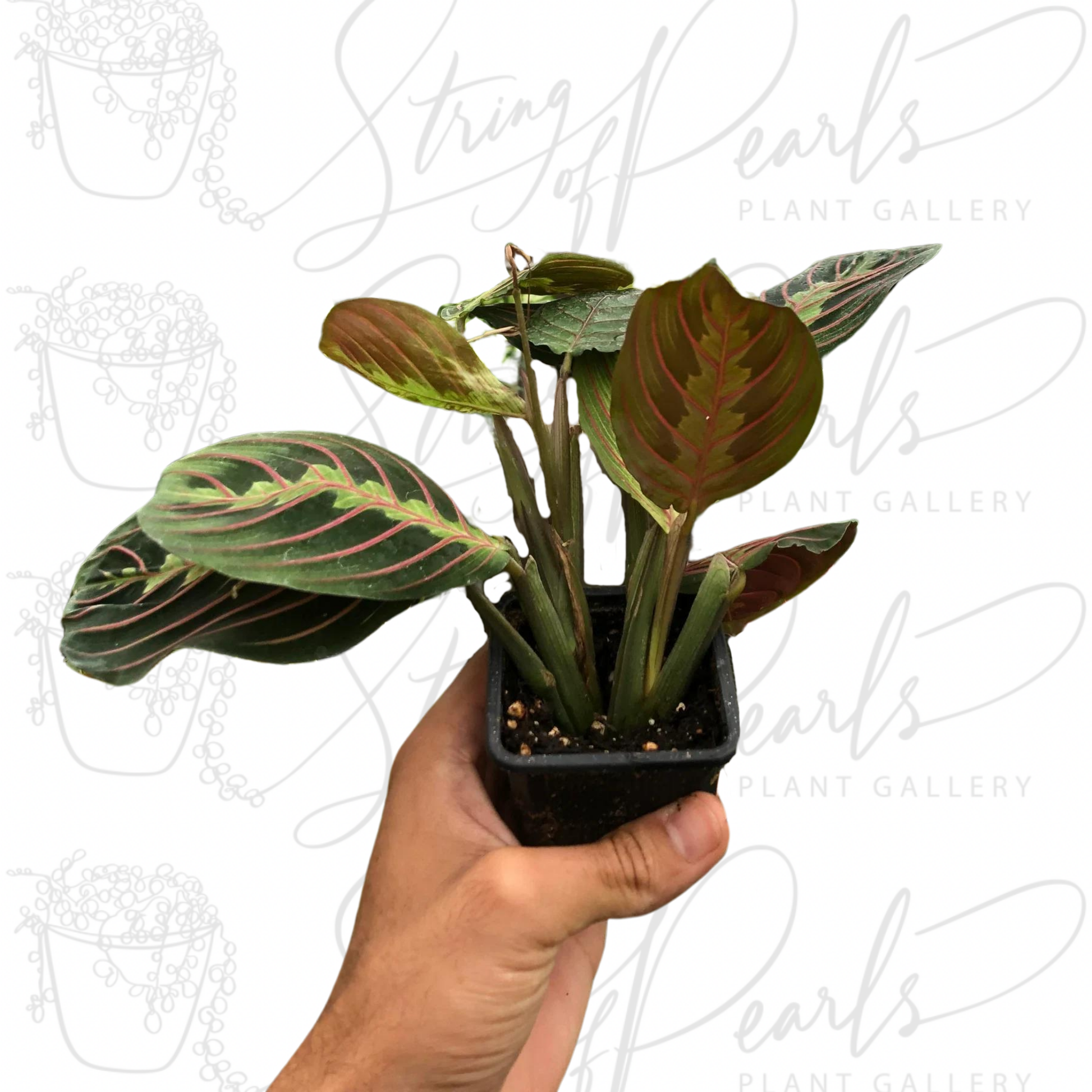 maranta red prayer plant