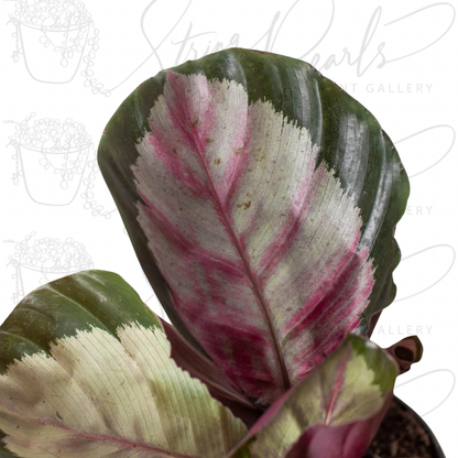 Calathea roseopicta 'Silvia'