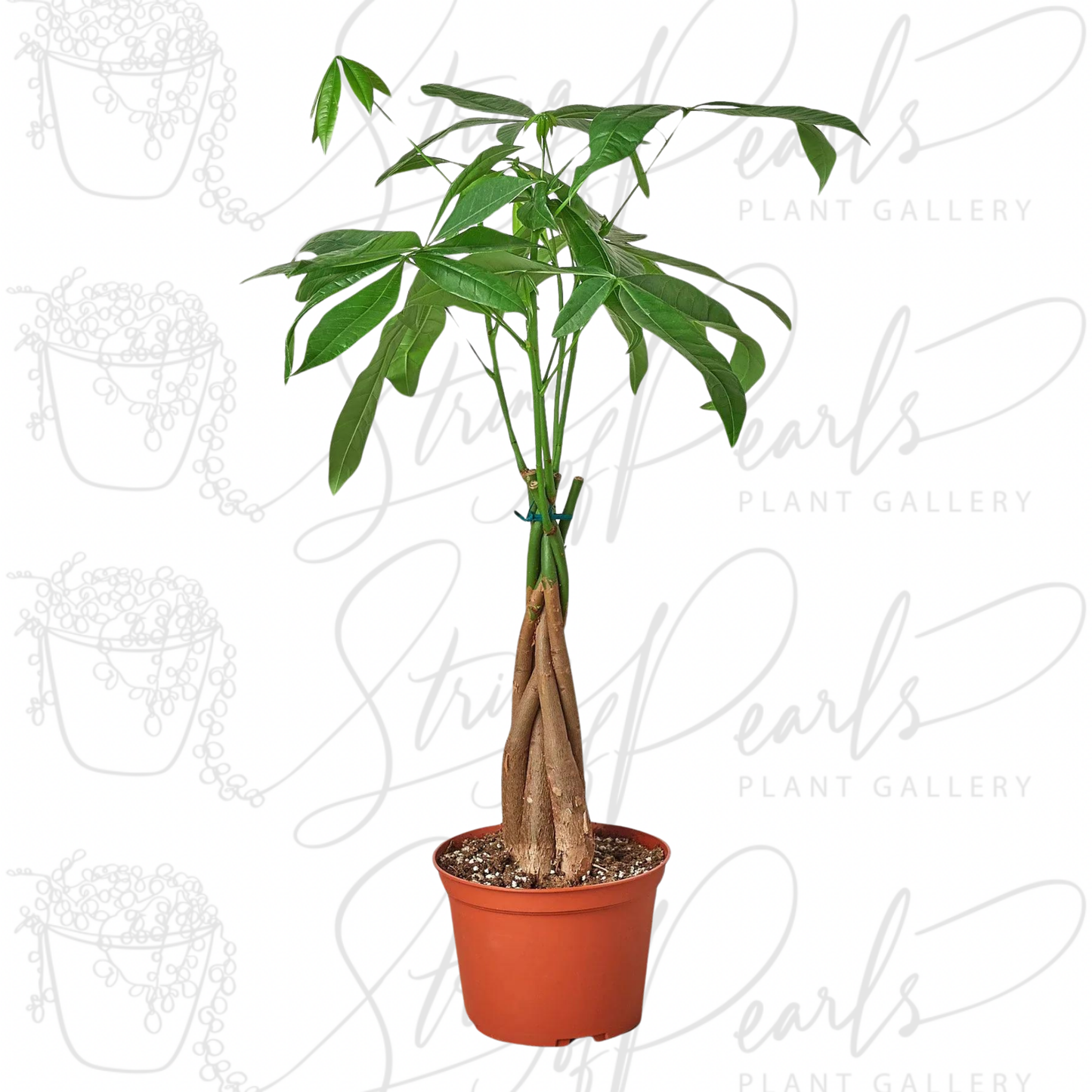 Money Tree 'Guiana Chestnut' Pachira Braid